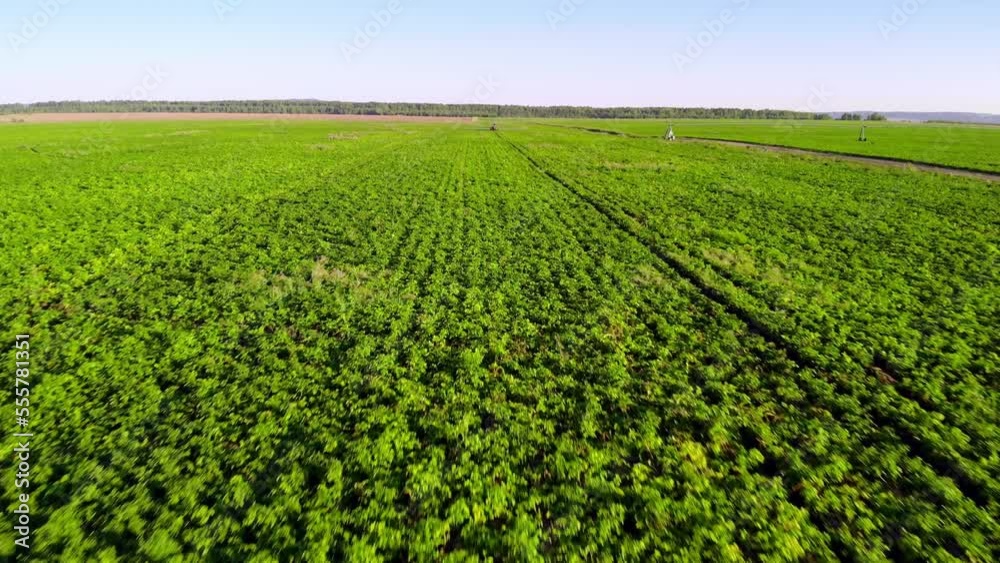 aerial view process of spraying with chemicals and pesticides fields with potatoes. Growing potatoes in fields cultivating vegetables. tractor pulls barrel with irrigation system behind it. aerial view process of spraying with chemicals and pesticides fields with potatoes. Growing potatoes in fields cultivating vegetables. tractor pulls barrel with irrigation system behind it.