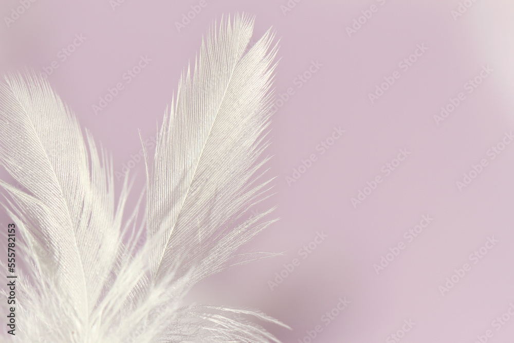 Obraz premium white feather on purple background