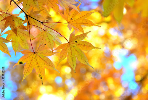 Close up autumn maple leaves around Lake Yamanaka