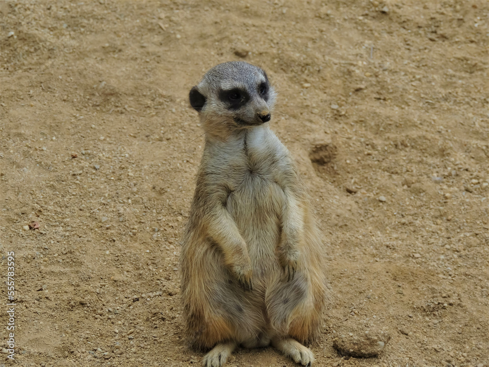 Fototapeta premium Meerkat, with the poses for the camera