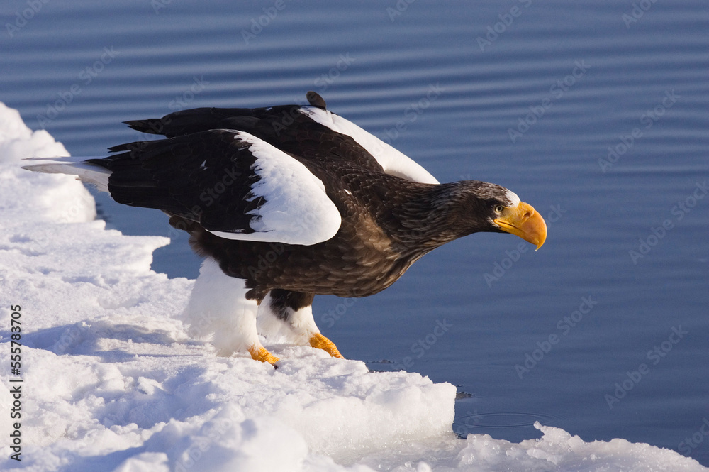 Steller's Sea Eagle, Nemuro Channel, Rausu, Hokkaido, Japan Steller's Sea Eagle, Nemuro Channel, Rausu, Hokkaido, Japan