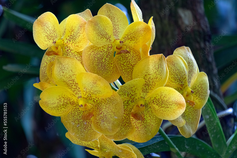 Fototapeta premium yellow orchid flower