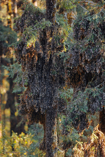 Monarch Butterflies on Pine Tree, Sierra Chincua Butterfly Sanctuary, Angangueo, Mexico photo