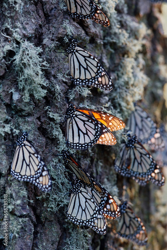 Monarch Butterflies on Pine Tree, Sierra Chincua Butterfly Sanctuary, Angangueo, Mexico photo