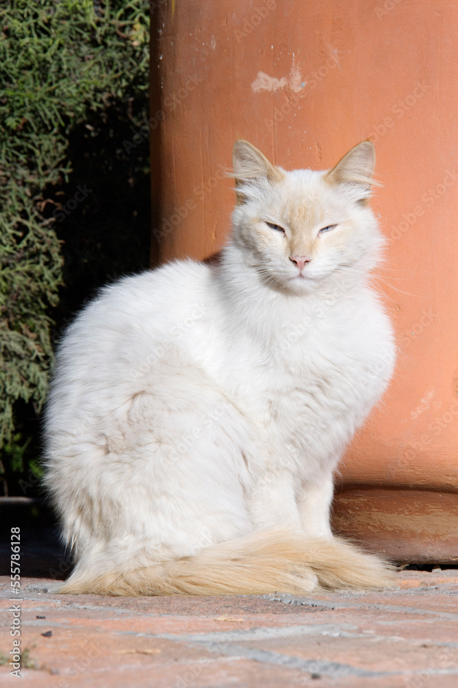 Portrait of Cat, San Miguel de Allende, Guanajuato, Mexico Portrait of Cat, San Miguel de Allende, Guanajuato, Mexico