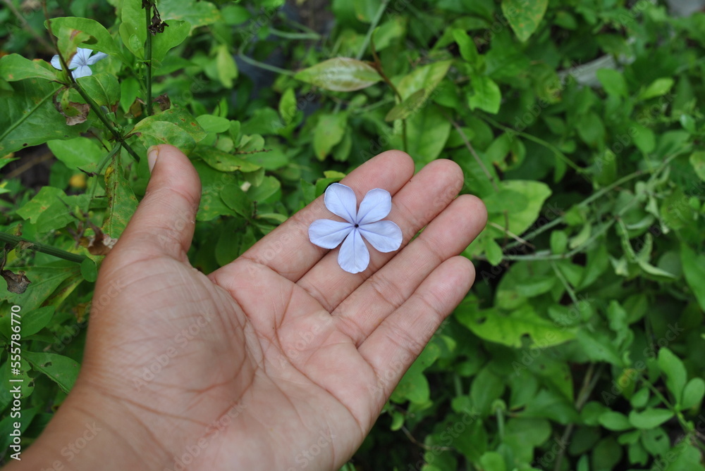 hand holding a flower