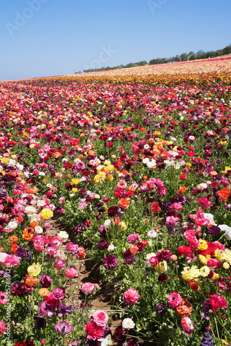 Wallpaper Mural Ranunculus Flower Fields, Carlsbad, San Diego, California Torontodigital.ca
