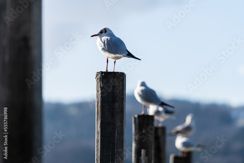 Tableau sur toile Lachmöwe im Schlichtkleid geniessen die Sonne am Steg in Greifensee, Bezirk Uster, Kanton Zürich, Schweiz