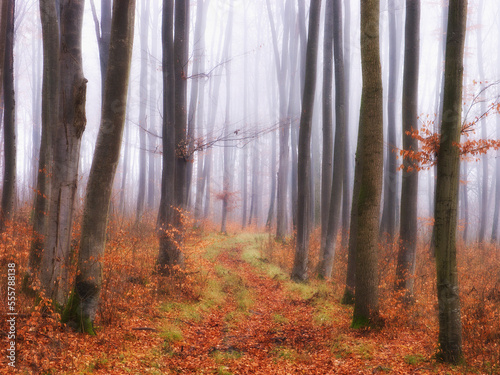 Forest in Fog, Woerthsee, Bavaria, Germany photo