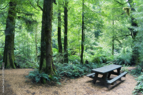 Myrtle Beech Trees in Rainforest, Yarra Ranges National Park, Victoria, Australia photo