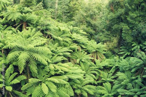 Tree Ferns, Tarra Bulga National Park, Victoria, Australia