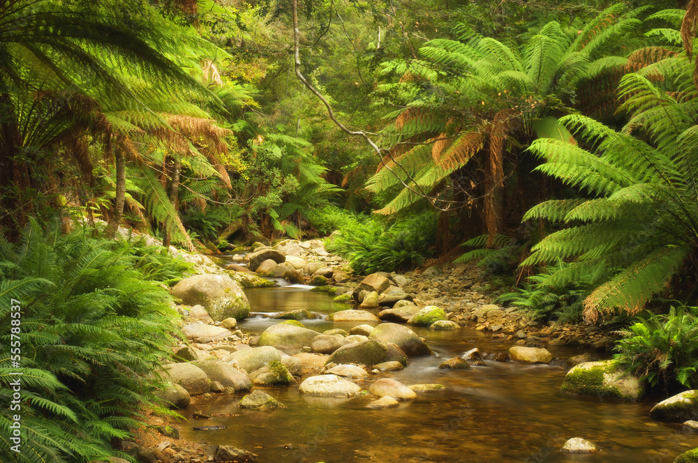 Evercreech Rivulet, Evercreech Forest Reserve, Tasmania, Australia