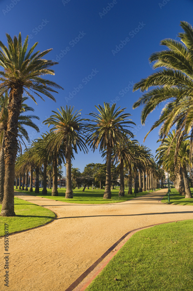 Palm Trees, St Kilda, Melbourne, Victoria, Australia Palm Trees, St Kilda, Melbourne, Victoria, Australia