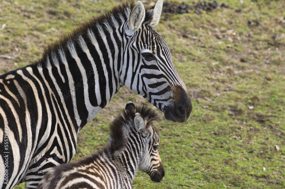 Zebras, Western Plains Zoo, Dubbo, New South Wales, Australia Zebras, Western Plains Zoo, Dubbo, New South Wales, Australia