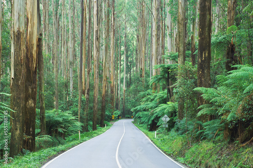 Road Through Mountain Ash Forest, Yarra Ranges National Park, Victoria, Australia photo