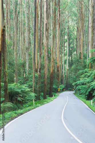 Road Through Mountain Ash Forest, Yarra Ranges National Park, Victoria, Australia photo