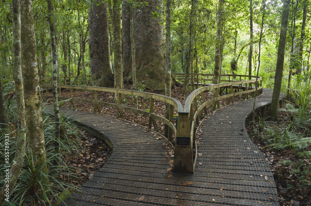 Boardwalk, Waipoua Kauri Forest, North Island, New Zealand Boardwalk, Waipoua Kauri Forest, North Island, New Zealand