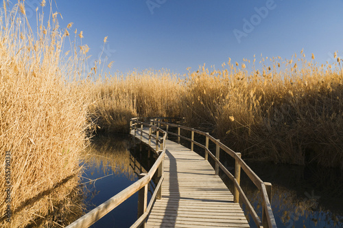 Azraq Wetland Reserve, Azraq, Jordan photo