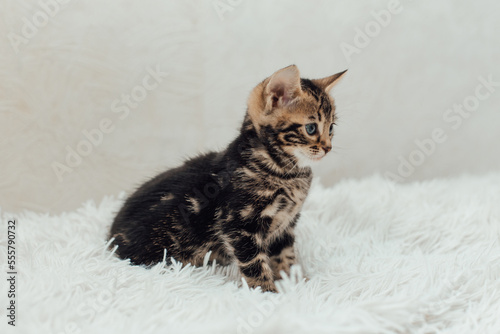 Cute marble bengal one month old kitten on the white fury blanket close-up.