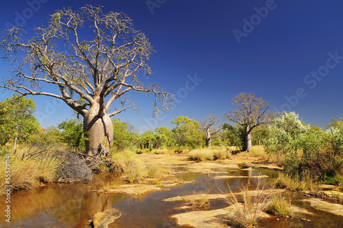 Boab Tree, Kimberley, Western Australia, Australia photo