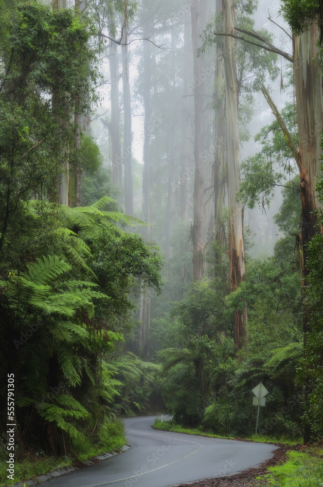 Road through Forest, Dandenong Ranges, Victoria, Australia Road through Forest, Dandenong Ranges, Victoria, Australia