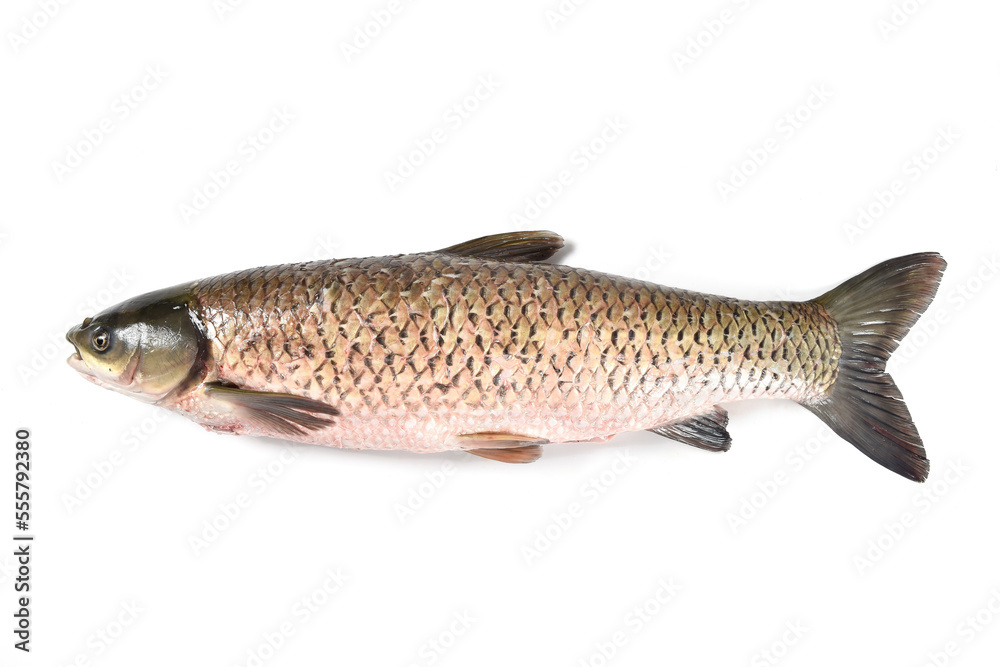 grass carp fish isolated on white background grass carp fish isolated on white background