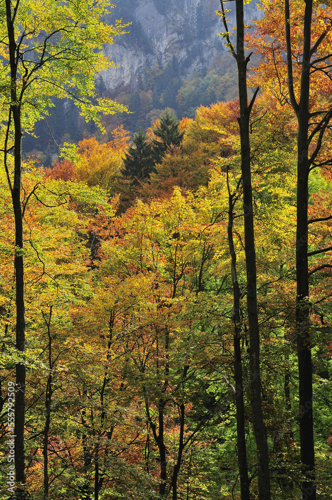 Autumn Forest in Mountains, Bernese Alps, Switzerland Autumn Forest in Mountains, Bernese Alps, Switzerland