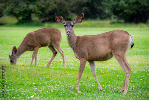 Deer Licks Lips