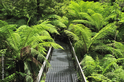 Path, Mount Donna Buang, Yarra Ranges National Park, Victoria, Australia photo