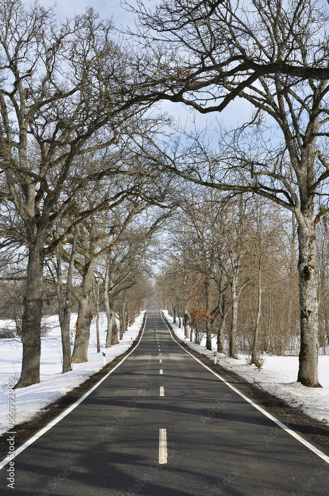 Tree-lined Road in Winter, Near Beuron, Baden-Wuerttemberg, Germany Tree-lined Road in Winter, Near Beuron, Baden-Wuerttemberg, Germany