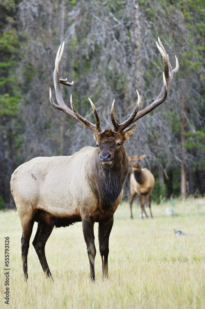 Elk, Jasper National Park, Alberta, Canada Elk, Jasper National Park, Alberta, Canada