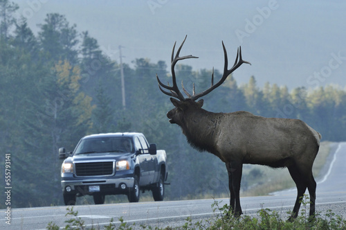 Wallpaper Mural Elk, Jasper National Park, Alberta, Canada Torontodigital.ca