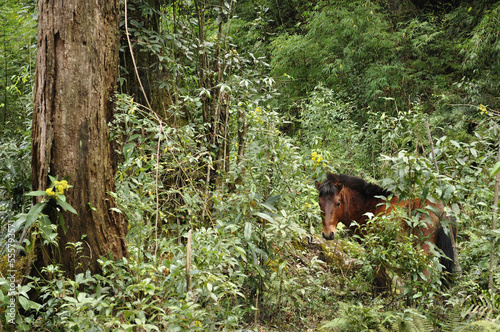 Wild Horse in Rainforest, Fansipan, Hoang Lien Mountains, Vietnam photo