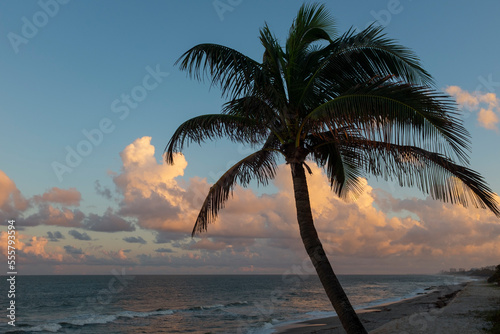 Palm Tree, West Palm Beach, Florida