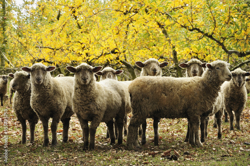 Domestic Sheep, Hawke's Bay, North Island, New Zealand photo