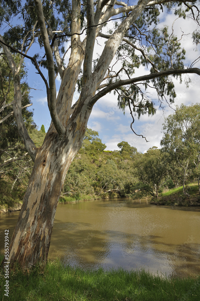 Yarra River, Yarra Bend Park, Melbourne, Australia Yarra River, Yarra Bend Park, Melbourne, Australia