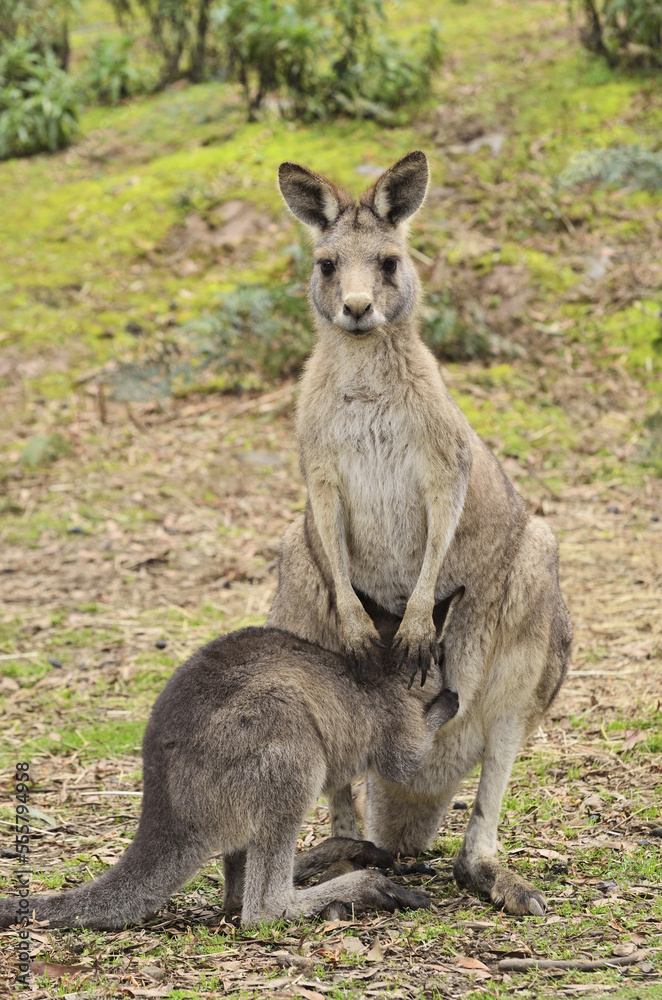 Eastern Grey Kangaroos, Tasmania, Australia Eastern Grey Kangaroos, Tasmania, Australia