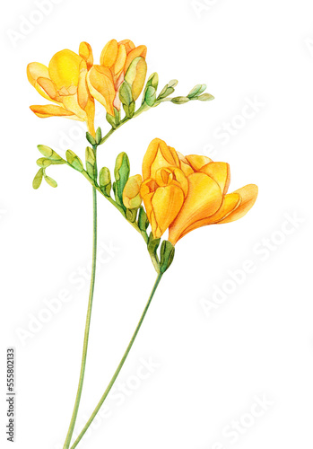 Fototapeta Naklejka Na Ścianę i Meble -  Watercolor freesia flowers clipart. Freesia PNG, Transparent background, Spring hand paited flower, Watercolor freesia flower clip art, freesia flowers, freesia blooming, spring blossom, hand paint