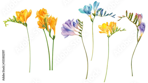Fotografie Watercolor freesia flowers clipart