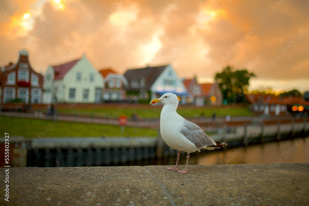 Sea bird gull close-up orange sunset background shadow depth of field. Scenic view houses. Baltic, North Sea bird.