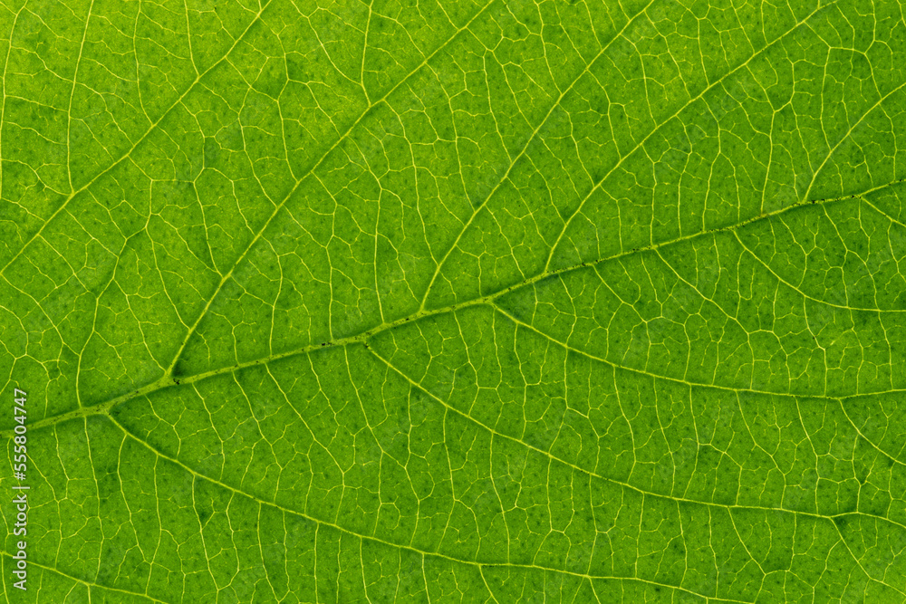 Close Up of Leaf