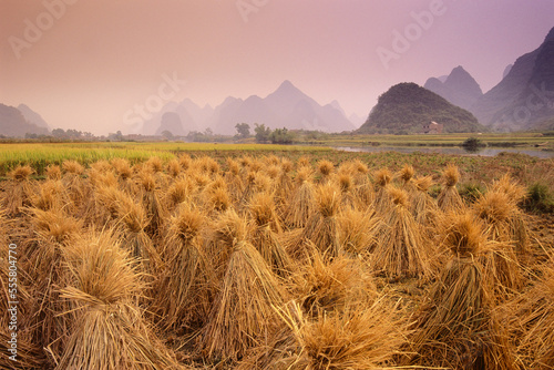 Harvested Rice, Guangxi Province, China