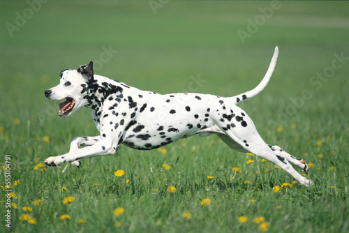 Dalmatian Running