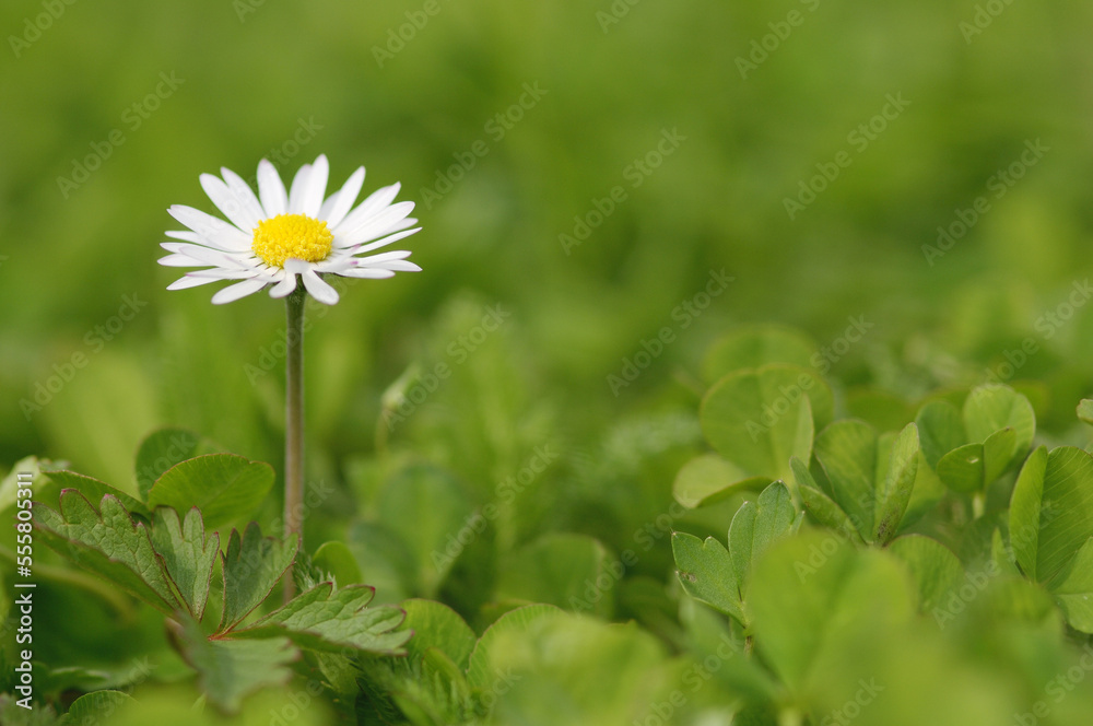 Close-Up of English Daisy