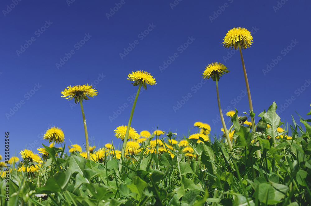 Close-Up of Dandelions Close-Up of Dandelions
