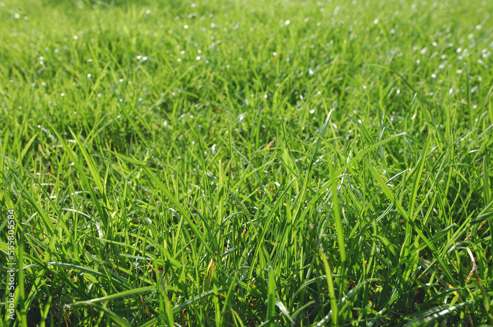 Meadow of Grass Meadow of Grass