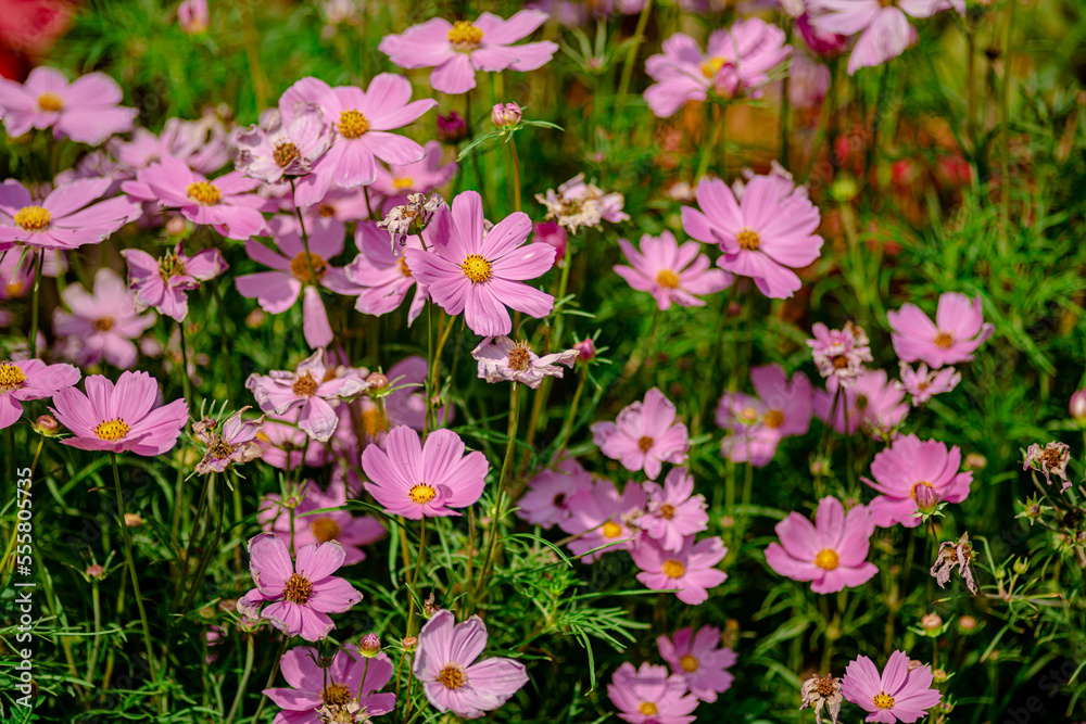 Purple Phlox Plant in the Park