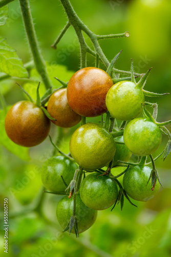 Wallpaper Mural Ripening cherry tomatoes truss bunch in home garden. Torontodigital.ca