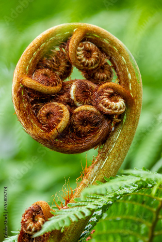 New tree fern fiddlehead frond unfurling. photo