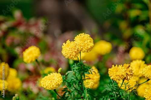 Yellow Marigold Flowers in the Park